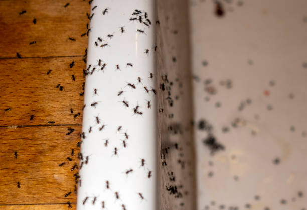 Best Affordable Pest Control Services  in Pinecrest, FL
